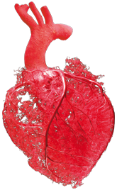 Das Herz-Kreislauf-System - Körperwelten