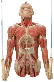 Die Muskeln - Körperwelten