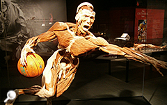 Ausstellung Körperwelten & der Zyklus des Lebens